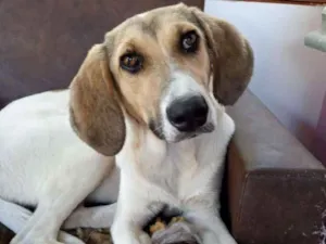 Cachorro raça  idade 2 anos nome Penélope