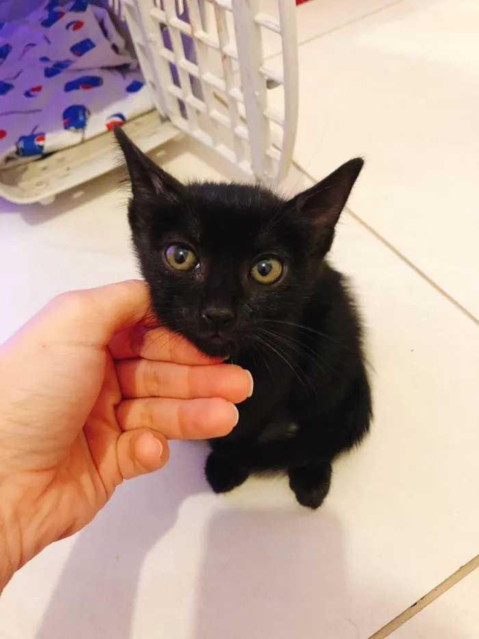 Gato ra a Srd idade Abaixo de 2 meses nome Jesus