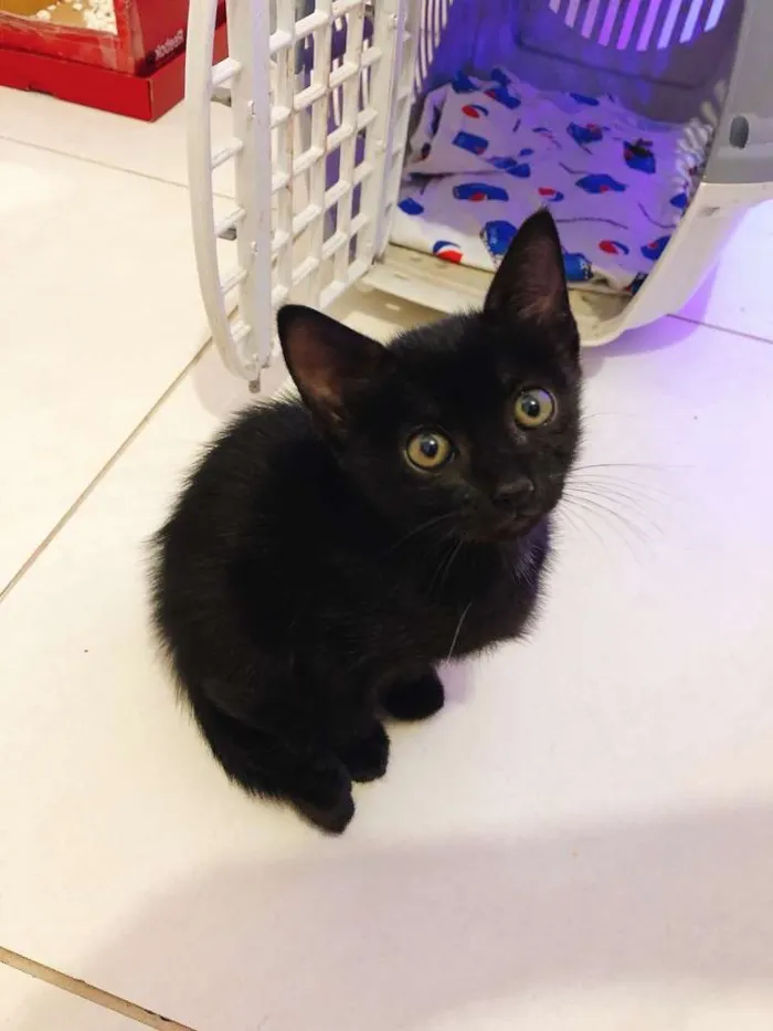 Gato ra a Srd idade Abaixo de 2 meses nome Jesus