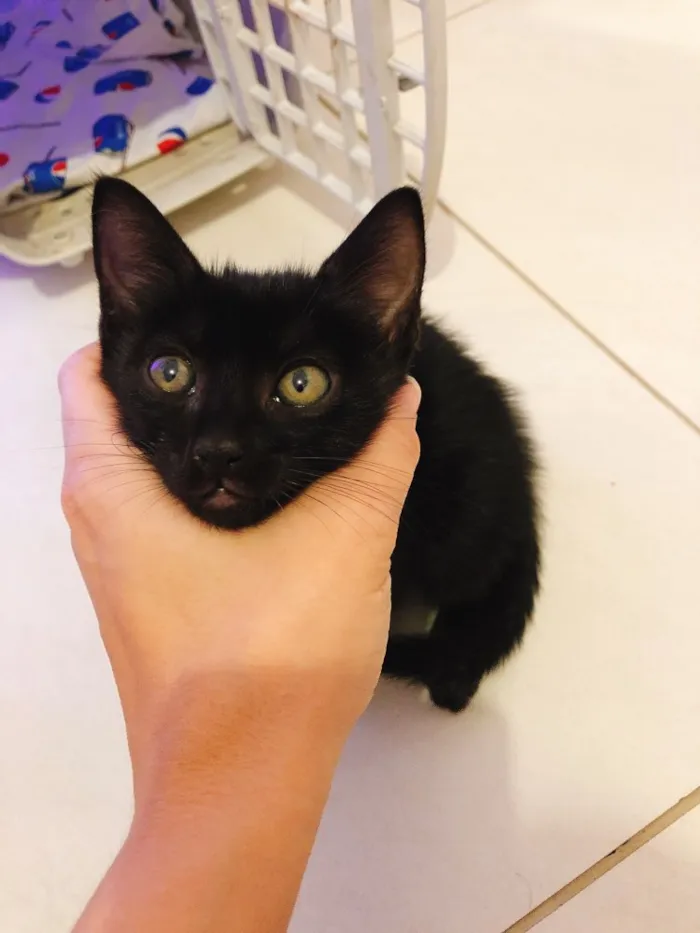Gato ra a Srd idade Abaixo de 2 meses nome Jesus
