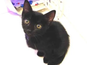 Gato raça Srd idade Abaixo de 2 meses nome Jesus