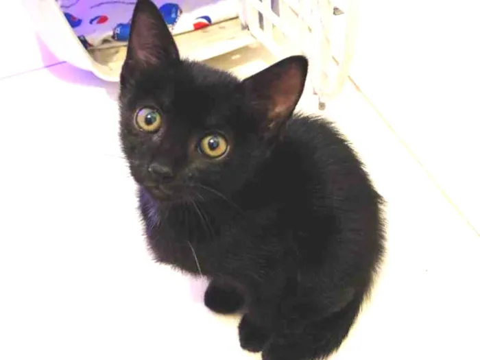 Gato ra a Srd idade Abaixo de 2 meses nome Jesus