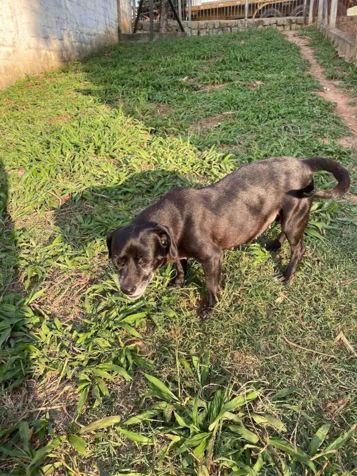 Cachorro ra a SRD idade 6 ou mais anos nome Nina 2