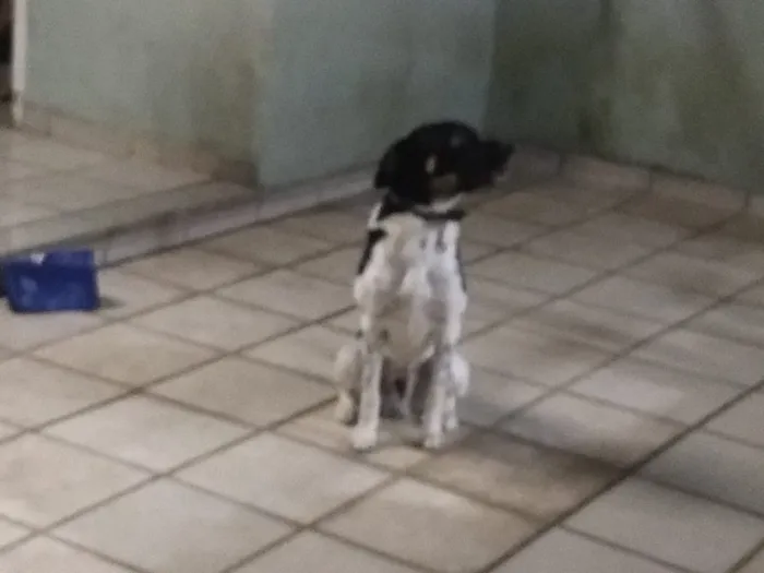 Cachorro ra a SRD idade 3 anos nome Sem nome 