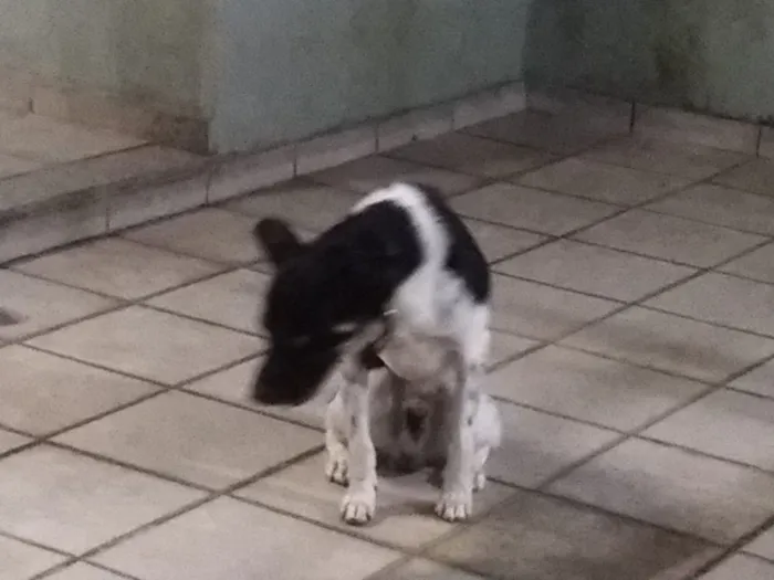 Cachorro ra a SRD idade 3 anos nome Sem nome 