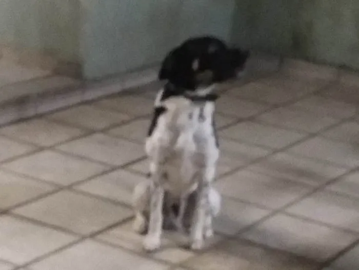 Cachorro ra a SRD idade 3 anos nome Sem nome 