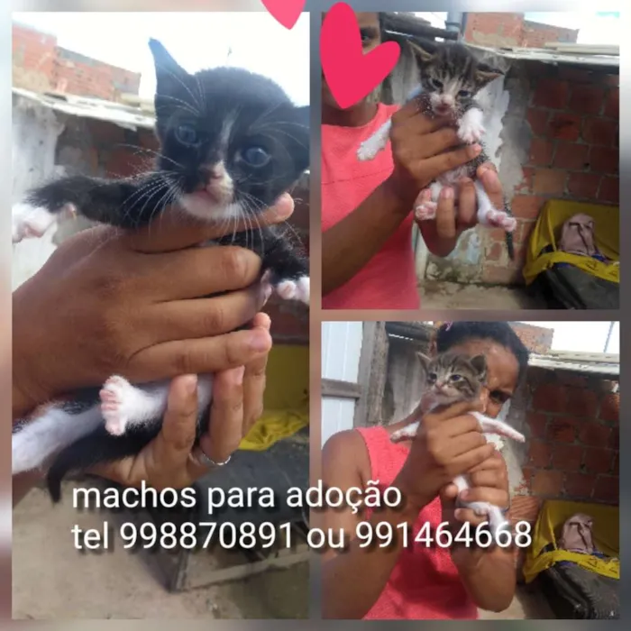 Gato ra a Srd idade Abaixo de 2 meses nome Filhotes