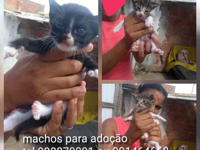 Gato ra a Srd idade Abaixo de 2 meses nome Filhotes