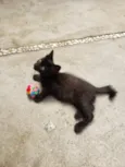 GATINHOS