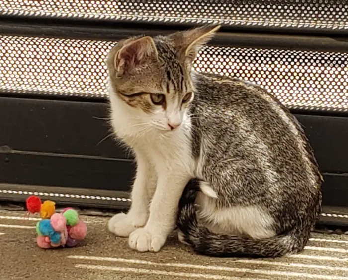 Gato ra a SRD idade 2 a 6 meses nome GATINHOS 