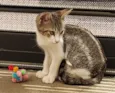 GATINHOS