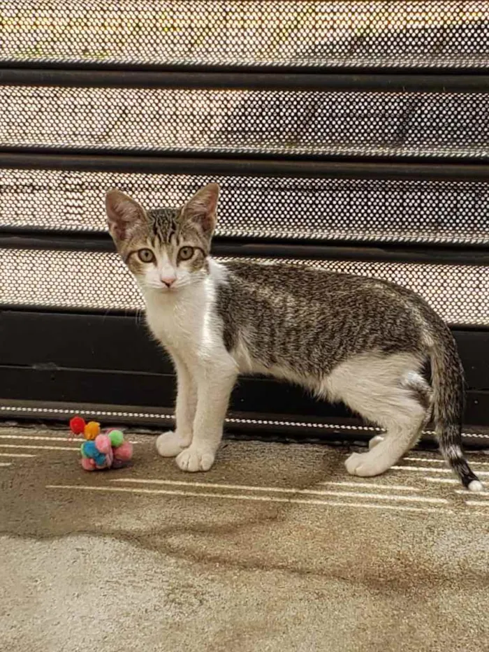 Gato ra a SRD idade 2 a 6 meses nome GATINHOS 