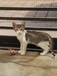 GATINHOS