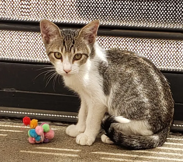 Gato ra a SRD idade 2 a 6 meses nome GATINHOS 
