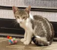 GATINHOS