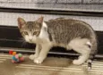 GATINHOS