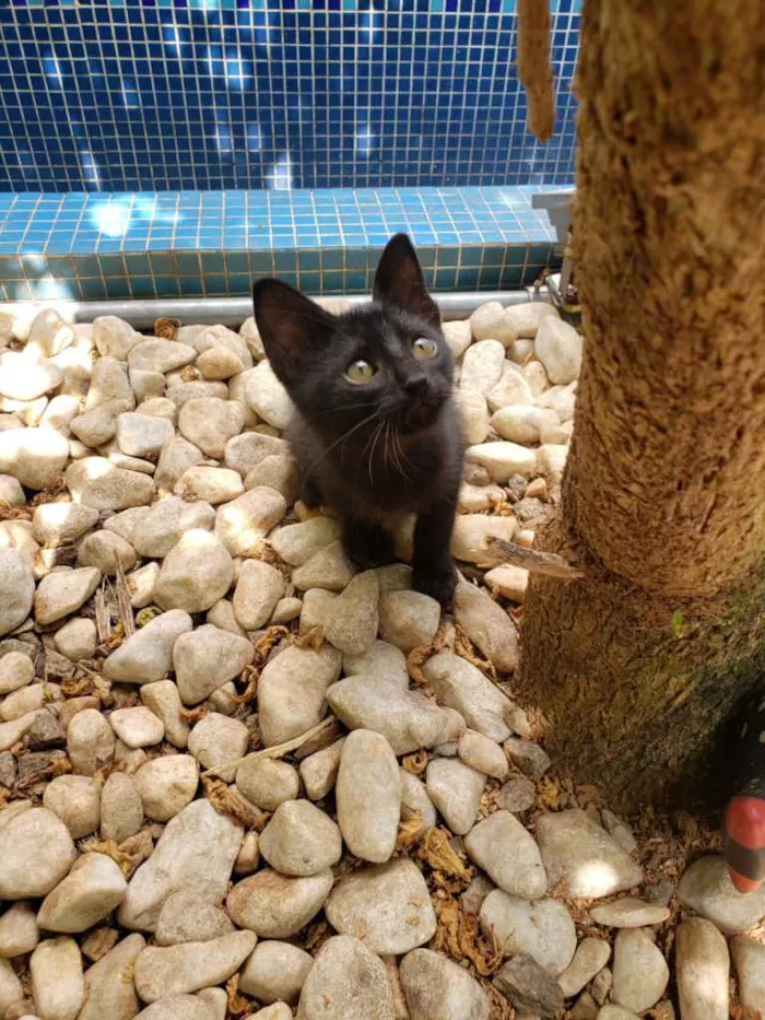 Gato ra a SRD idade 2 a 6 meses nome GATINHOS 