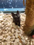 GATINHOS
