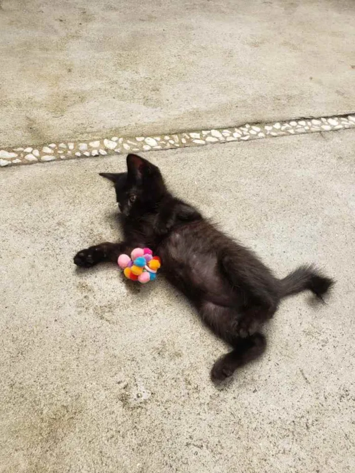 Gato ra a SRD idade 2 a 6 meses nome GATINHOS 