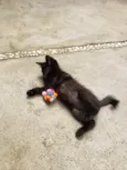 GATINHOS
