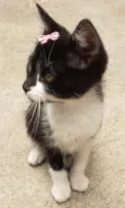 GATINHOS