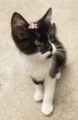 GATINHOS