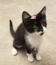 GATINHOS