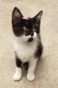 GATINHOS