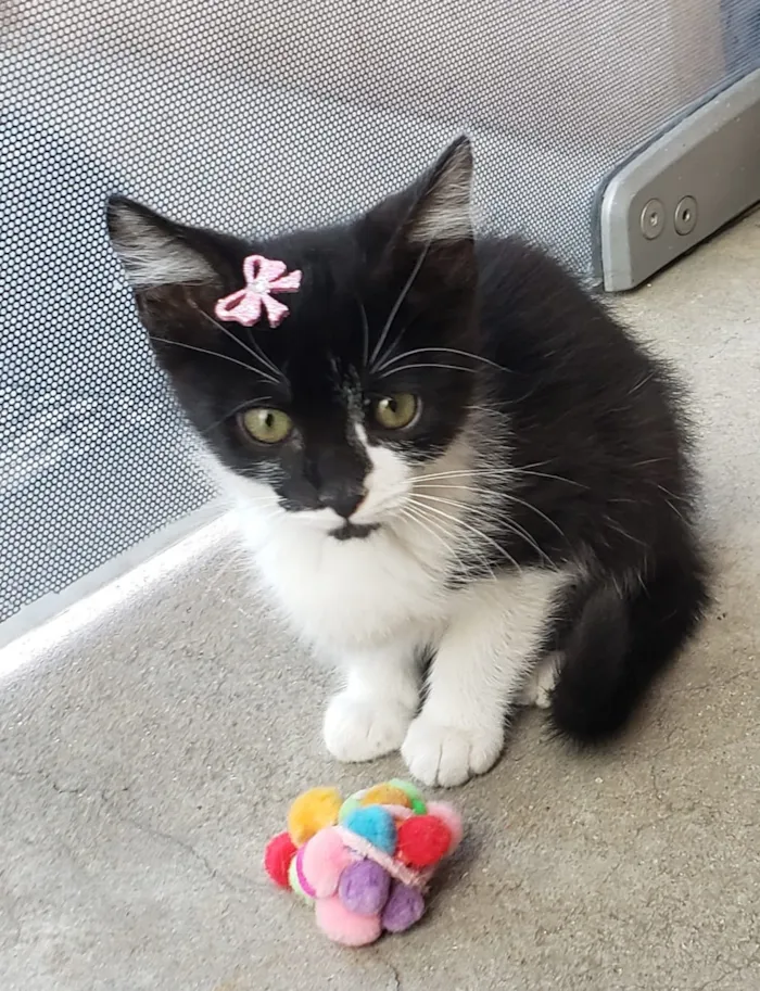 Gato ra a SRD idade 2 a 6 meses nome GATINHOS 