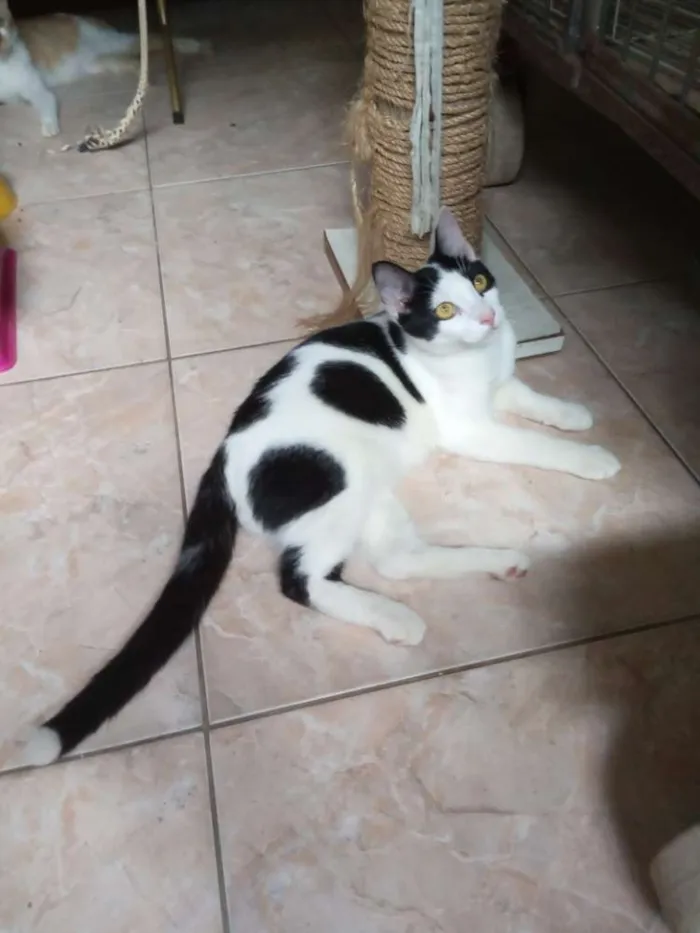 Gato ra a Srd idade 2 a 6 meses nome Joca