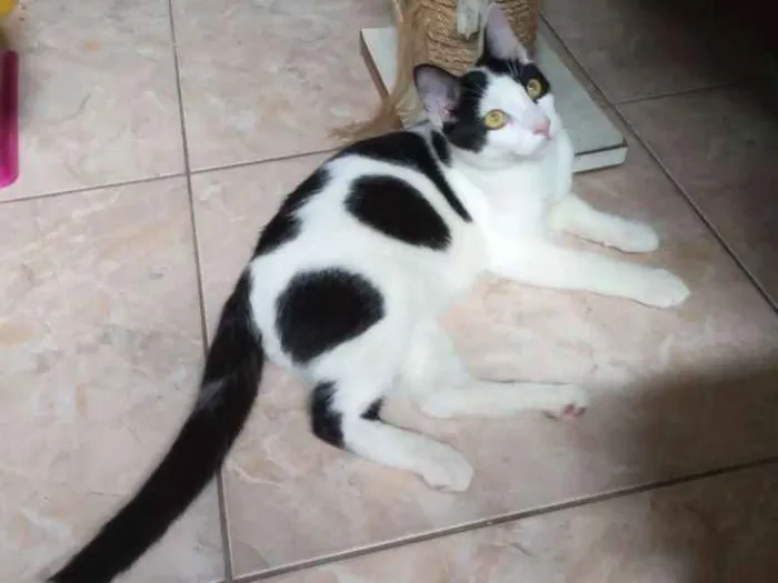 Gato ra a Srd idade 2 a 6 meses nome Joca