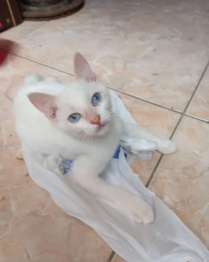 Gato ra a Srd idade 2 a 6 meses nome Pimenta