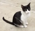 GATINHOS