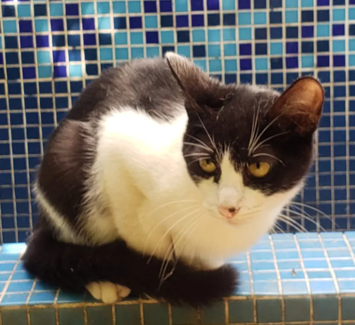 Gato ra a SRD idade 7 a 11 meses nome GATINHOS 