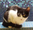GATINHOS