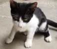 GATINHOS