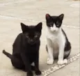 GATINHOS