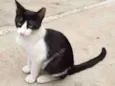 GATINHOS