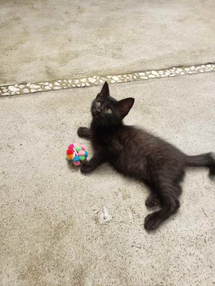 Gato ra a SRD idade 7 a 11 meses nome GATINHOS