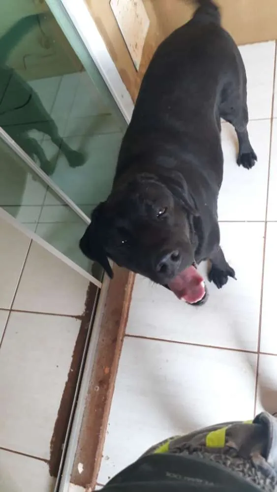 Cachorro ra a Labrador idade 7 a 11 meses nome Indefinido