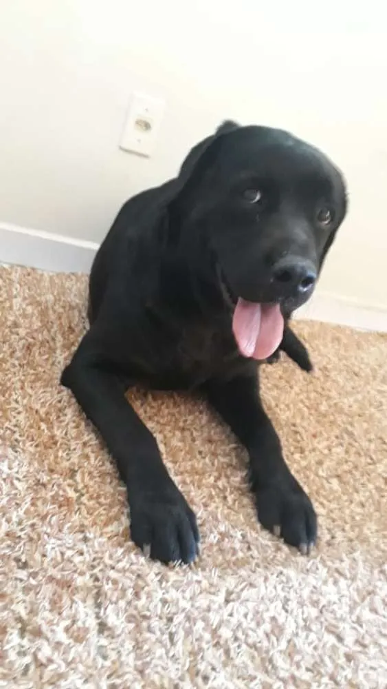 Cachorro ra a Labrador idade 7 a 11 meses nome Indefinido