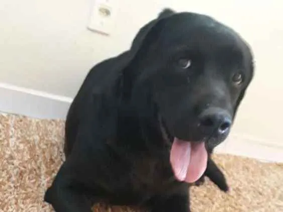 Cachorro ra a Labrador idade 7 a 11 meses nome Indefinido