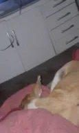Cheique