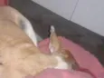 Cheique