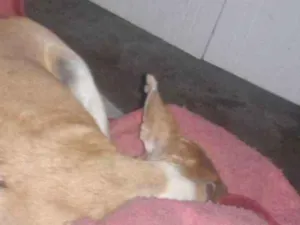 Cachorro raça vira lata idade  nome Cheique