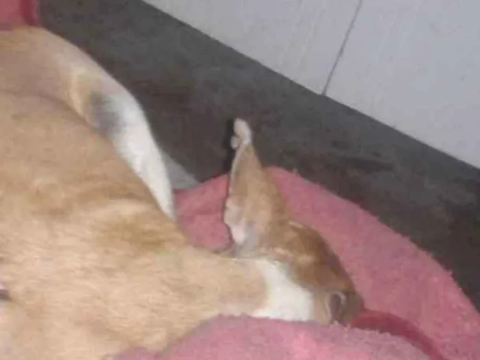 Cachorro ra a vira lata idade  nome Cheique
