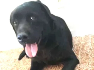 Cachorro raça Labrador idade 7 a 11 meses nome Indefinido