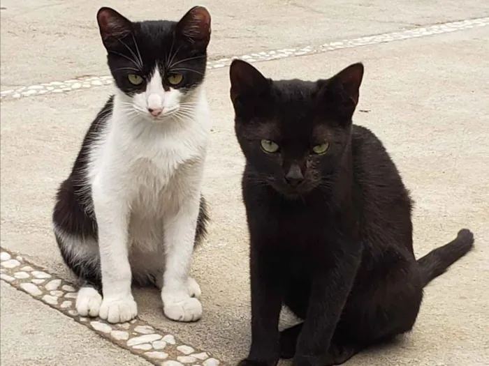 Gato ra a SRD idade 2 a 6 meses nome GATINHOS