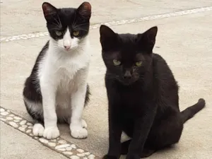 Gato raça SRD idade 7 a 11 meses nome GATINHOS 