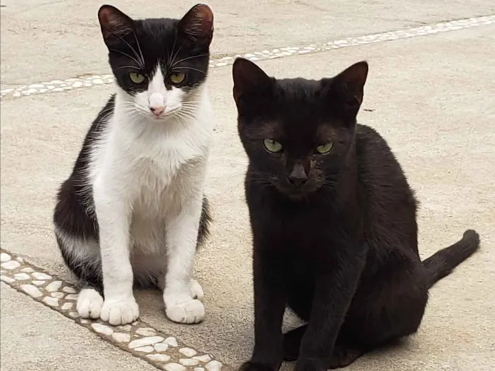 Gato ra a SRD idade 7 a 11 meses nome GATINHOS 